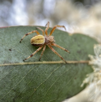 Salsa fuliginata (Sooty Orb-weaver) at Chapman, ACT - 1 Dec 2022 by AJB