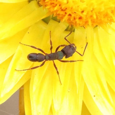 Rhytidoponera aspera (Greenhead ant) at Dryandra St Woodland - 2 Dec 2022 by ConBoekel