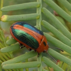 Calomela curtisi (Acacia leaf beetle) at O'Connor, ACT - 2 Dec 2022 by ConBoekel