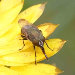 Stomorhina discolor (Snout fly) at Dryandra St Woodland - 2 Dec 2022 by ConBoekel