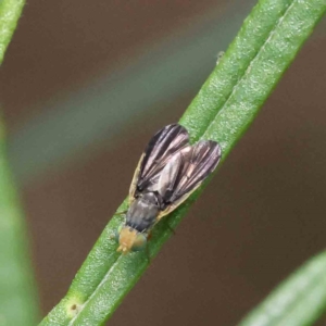 Hyalopeza schneiderae at O'Connor, ACT - 2 Dec 2022