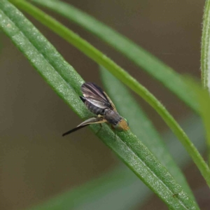 Hyalopeza schneiderae at O'Connor, ACT - 2 Dec 2022 11:14 AM