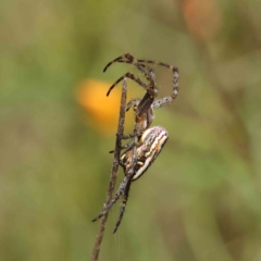 Plebs bradleyi (Enamelled spider) at O'Connor, ACT - 5 Nov 2022 by ConBoekel