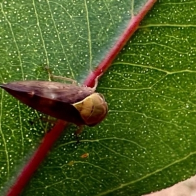 Brunotartessus fulvus (Yellow-headed Leafhopper) at Ainslie, ACT - 1 Dec 2022 by Pirom