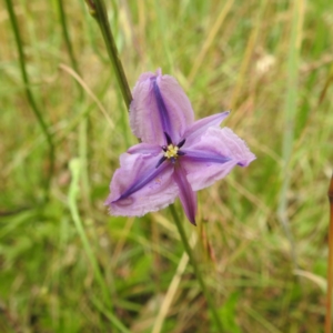 Arthropodium fimbriatum at Kambah, ACT - 2 Dec 2022