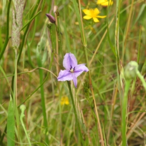 Arthropodium fimbriatum at Kambah, ACT - 2 Dec 2022