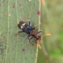 Scrobiger splendidus at Kambah, ACT - 2 Dec 2022