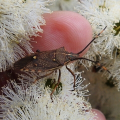 Unidentified Shield, Stink & Jewel Bug (Pentatomoidea) at Kambah, ACT - 2 Dec 2022 by HelenCross