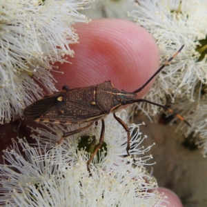 Omyta centrolineata at Kambah, ACT - 2 Dec 2022 02:33 PM