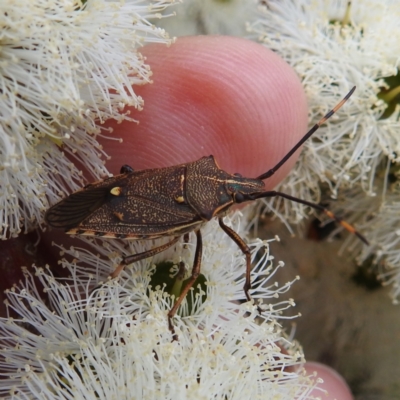 Unidentified Shield, Stink or Jewel Bug (Pentatomoidea) at Kambah, ACT - 2 Dec 2022 by HelenCross