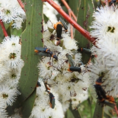 Chauliognathus lugubris at Kambah, ACT - 2 Dec 2022