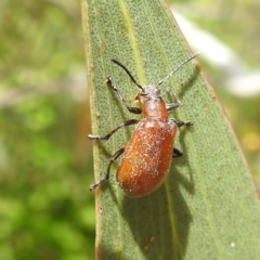 Ecnolagria grandis (Honeybrown beetle) at Kambah, ACT - 2 Dec 2022 by HelenCross