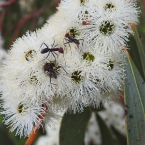 Iridomyrmex purpureus at Kambah, ACT - 2 Dec 2022