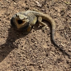 Pogona barbata (Eastern Bearded Dragon) at Hackett, ACT - 30 Nov 2022 by Pirom