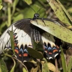 Papilio aegeus (Orchard Swallowtail, Large Citrus Butterfly) at Higgins, ACT - 26 Nov 2022 by AlisonMilton