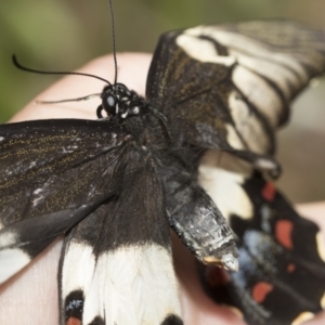 Papilio aegeus at Higgins, ACT - 27 Nov 2022