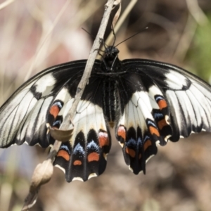 Papilio aegeus at Higgins, ACT - 27 Nov 2022