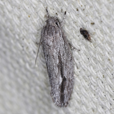 Agriophara platyscia (A Flat-bodied moth (Depressidae) at O'Connor, ACT - 28 Nov 2022 by ibaird