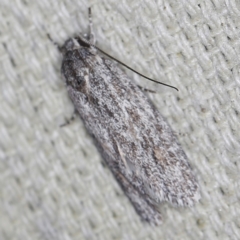 Agriophara undescribed species (A Flat-bodied moth (Depressidae) at O'Connor, ACT - 28 Nov 2022 by ibaird