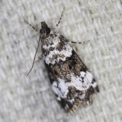 Eudonia protorthra at O'Connor, ACT - 28 Nov 2022 08:39 PM