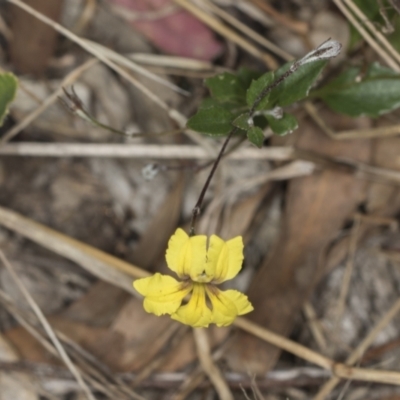Goodenia hederacea subsp. hederacea (Ivy Goodenia, Forest Goodenia) at Bango, NSW - 2 Feb 2022 by AlisonMilton