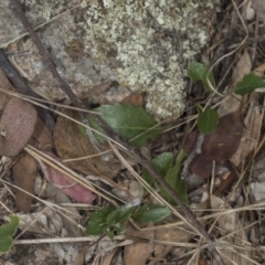 Goodenia hederacea subsp. hederacea at Bango, NSW - 3 Feb 2022