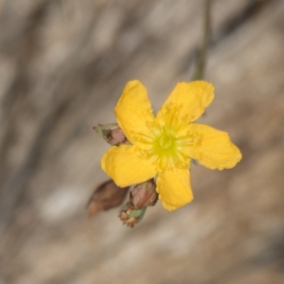 Hypericum gramineum (Small St Johns Wort) at Bango, NSW - 2 Feb 2022 by AlisonMilton