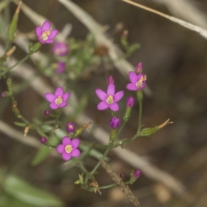 Centaurium sp. at Bango, NSW - 3 Feb 2022 10:11 AM