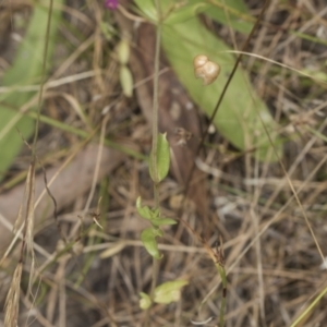 Centaurium sp. at Bango, NSW - 3 Feb 2022 10:11 AM