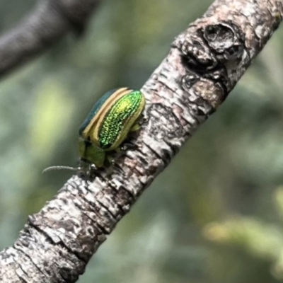 Calomela parilis (Leaf beetle) at Mount Clear, ACT - 30 Nov 2022 by chromo
