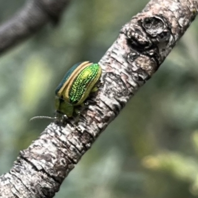 Calomela bartoni (Acacia Leaf Beetle) at Mount Clear, ACT - 30 Nov 2022 by chromo