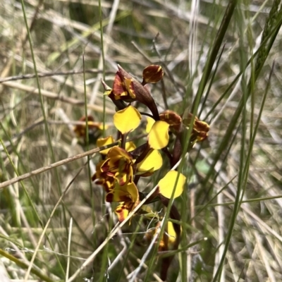 Diuris semilunulata (Late Leopard Orchid) at Mount Clear, ACT - 29 Nov 2022 by chromo