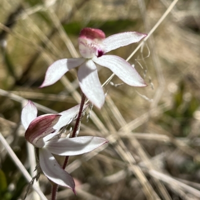 Caladenia moschata (Musky Caps) at Mount Clear, ACT - 29 Nov 2022 by chromo