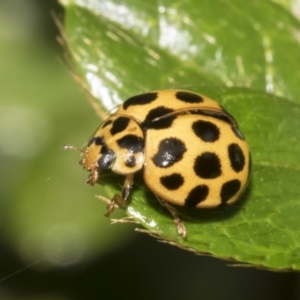 Harmonia conformis at Higgins, ACT - 26 Feb 2022