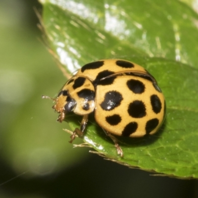 Harmonia conformis (Common Spotted Ladybird) at Higgins, ACT - 26 Feb 2022 by AlisonMilton