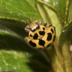 Harmonia conformis at Higgins, ACT - 26 Feb 2022