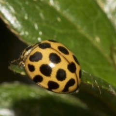 Harmonia conformis at Higgins, ACT - 26 Feb 2022