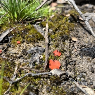 zz – ascomycetes - apothecial (Cup fungus) at Namadgi National Park - 29 Nov 2022 by chromo