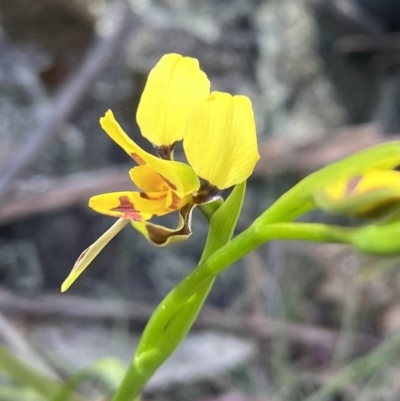 Diuris sulphurea (Tiger Orchid) at Mount Clear, ACT - 30 Nov 2022 by chromo