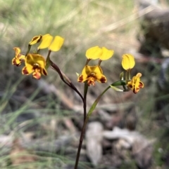 Diuris semilunulata (Late Leopard Orchid) at Mount Clear, ACT - 30 Nov 2022 by chromo