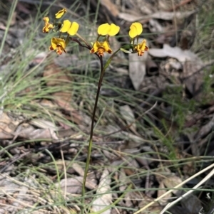 Diuris semilunulata at Mount Clear, ACT - suppressed