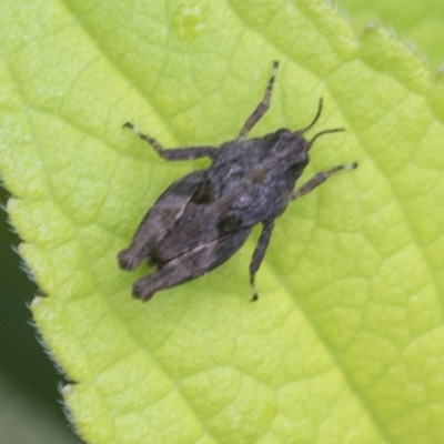 Paratettix argillaceus (A pygmy grasshopper) at Higgins, ACT - 26 Feb 2022 by AlisonMilton