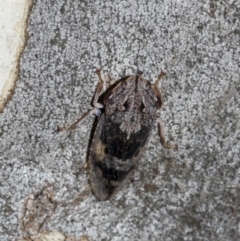 Stenocotis depressa (Leafhopper) at Higgins, ACT - 26 Feb 2022 by AlisonMilton