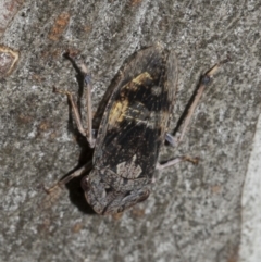 Stenocotis depressa at Higgins, ACT - 26 Feb 2022