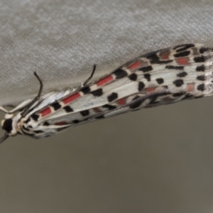 Utetheisa lotrix at Higgins, ACT - 28 Nov 2022 07:58 AM