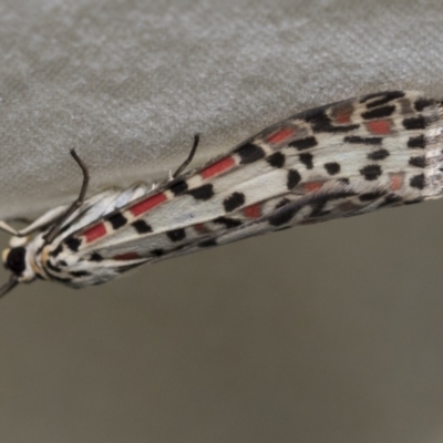 Utetheisa pulchelloides (Heliotrope Moth) at Higgins, ACT - 28 Nov 2022 by AlisonMilton