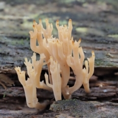 Artomyces sp. (A coral fungus) at Namadgi National Park - 21 Apr 2022 by KenT