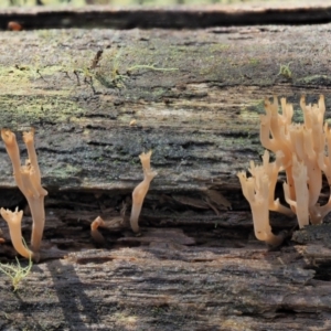 Artomyces sp. at Cotter River, ACT - 21 Apr 2022 01:18 PM