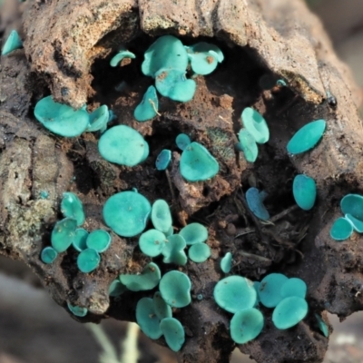 Chlorociboria (An elfcup fungus) at Cotter River, ACT - 21 Apr 2022 by KenT