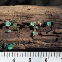 Chlorociboria at Cotter River, ACT - 21 Apr 2022 12:35 PM